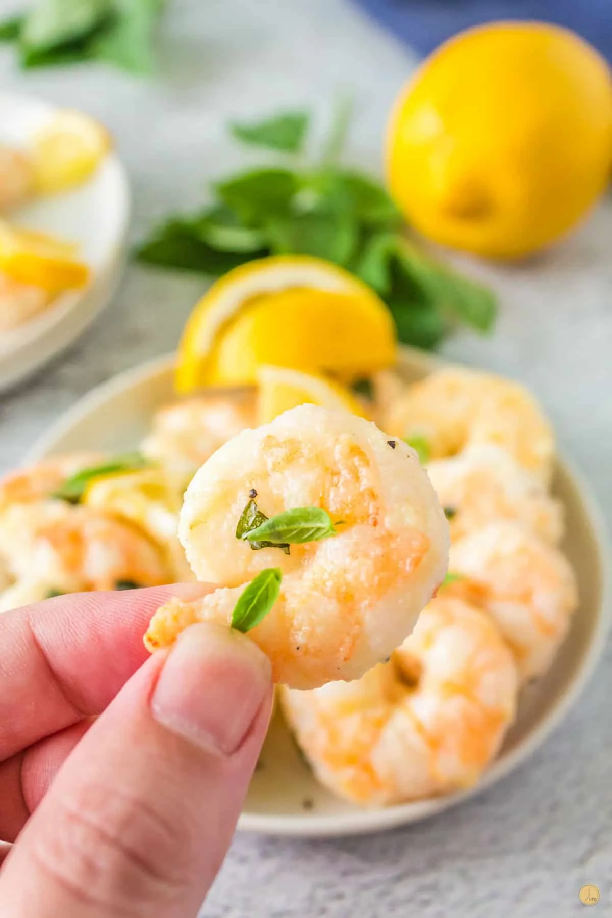 hand holding a shrimp